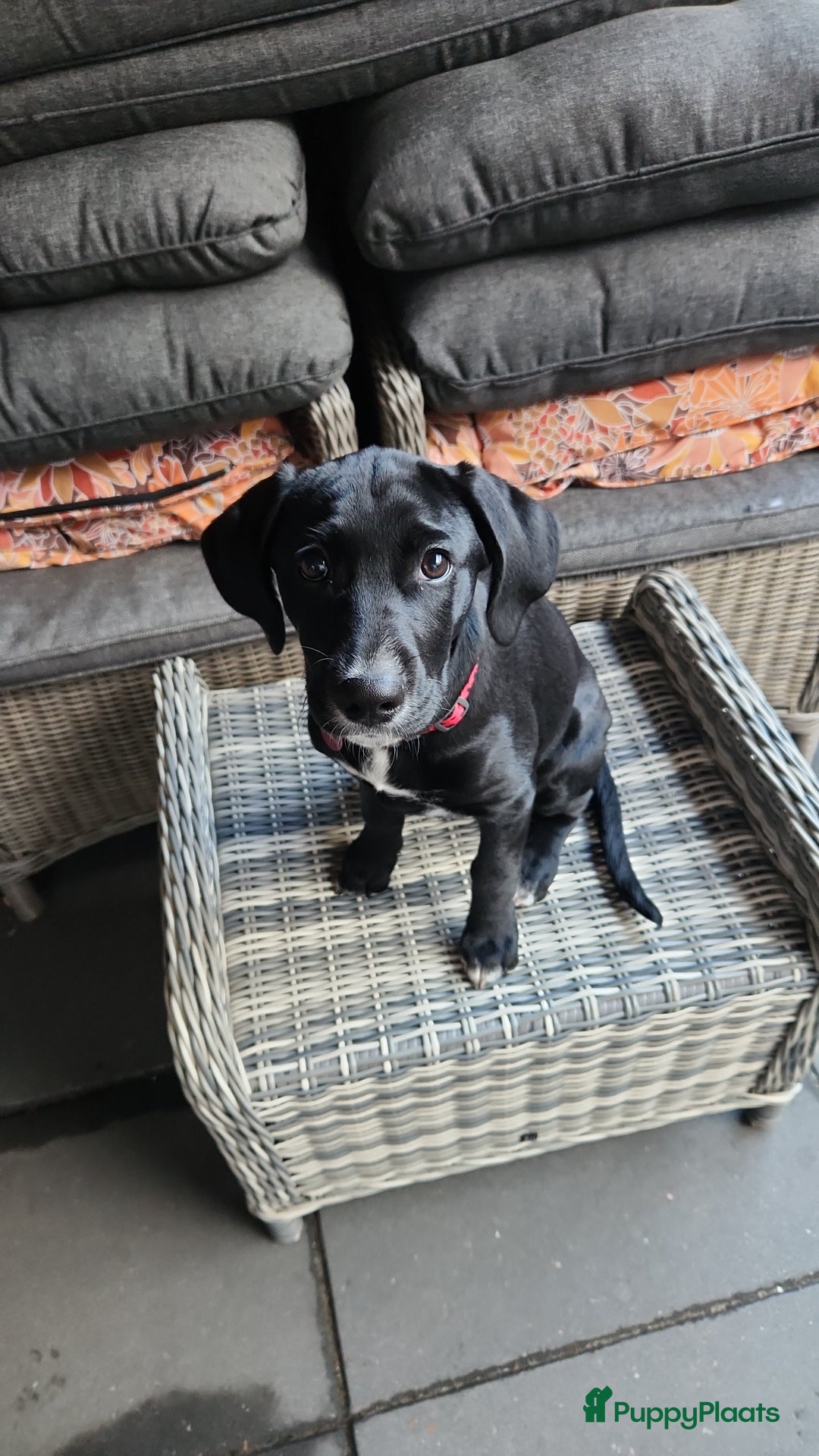 Kruising honden te koop: Lieve Goldmation pup van 5 maanden oud - Advertentie 4