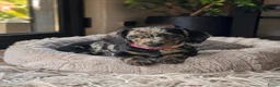 Kruising honden te koop: ❤️💙 Prachtige Doxiepoo's zoeken 4-ever home ❤️💙 - Advertentie 15