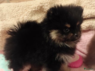 Pomeriaan honden Nog twee super schattige knappe pomeranian puppys - Advertentie 2