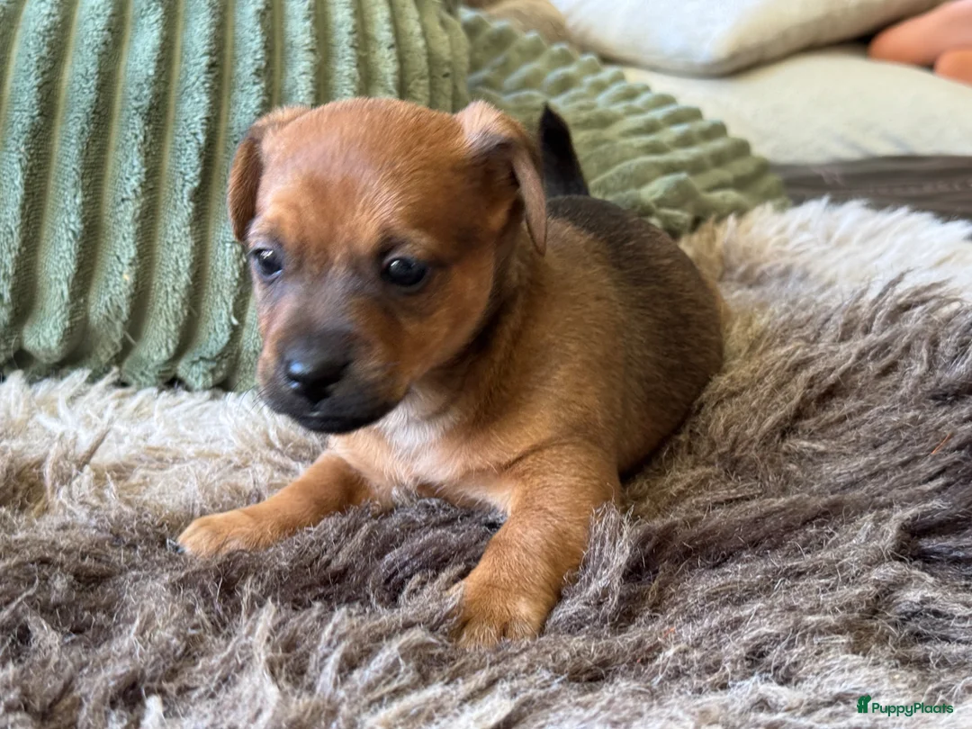 Jack Russel Terriër honden te koop: Nog 1 reutje beschikbaar - Advertentie 2