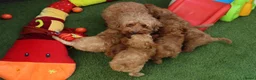 Kruising honden te koop: Prachtig mini Australian labradoodle pupjes - Advertentie 27
