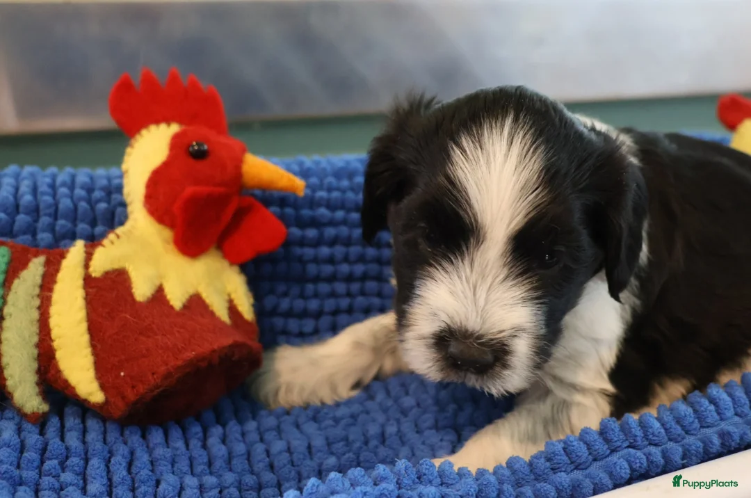 Nederlandse Schapendoes honden te koop: Mooie schapendoespuppy's te koop - Advertentie 7