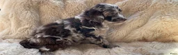 Labradoodle honden te koop: Nog 3 prachtige Labradoodle puppy’s beschikbaar - Advertentie 23