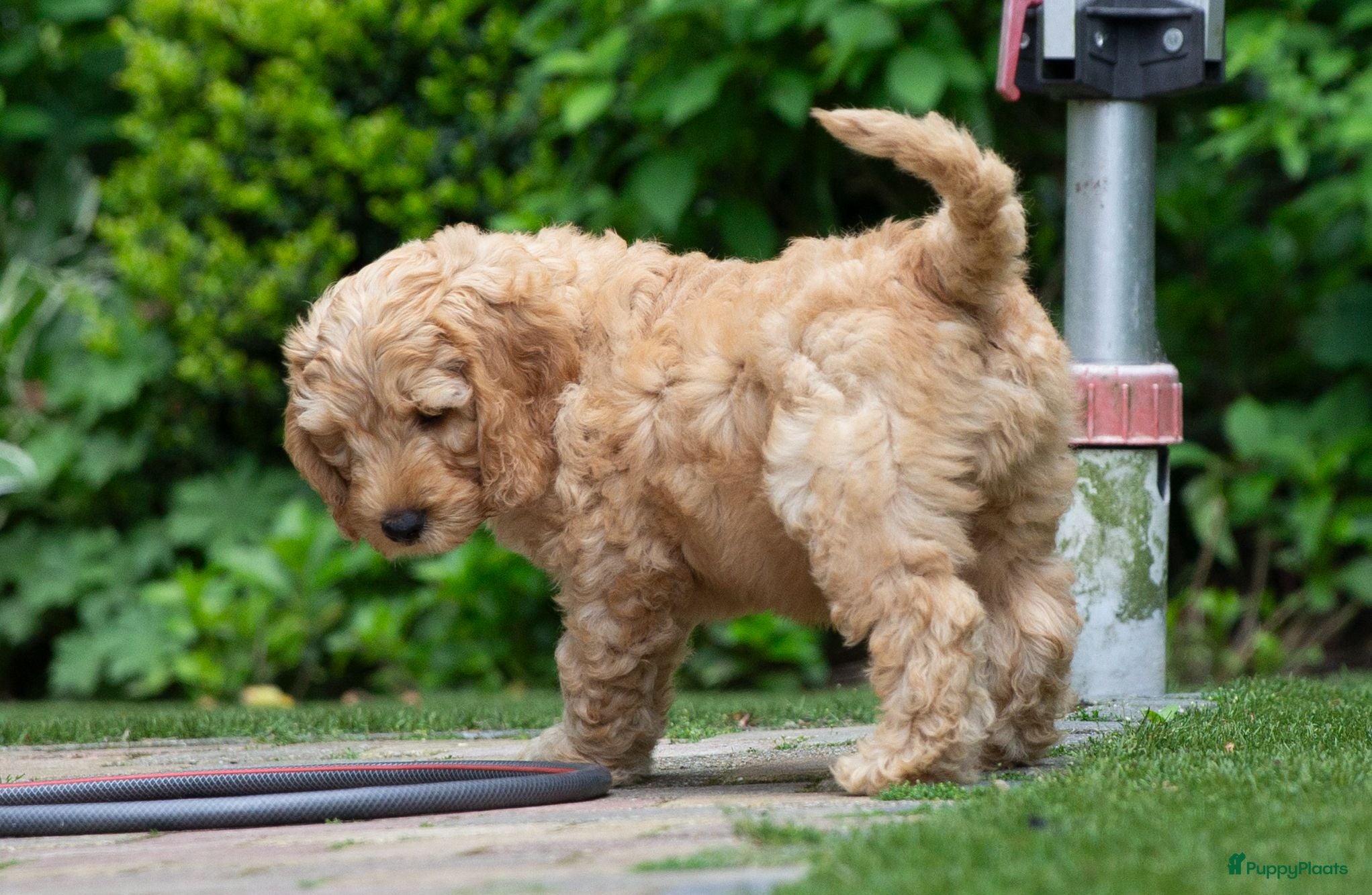 Australian Labradoodle honden Medium Australian Labradoodle puppy's - Advertentie 2
