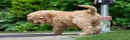Australian Labradoodle honden te koop: Medium Australian Labradoodle puppy's - Advertentie 2