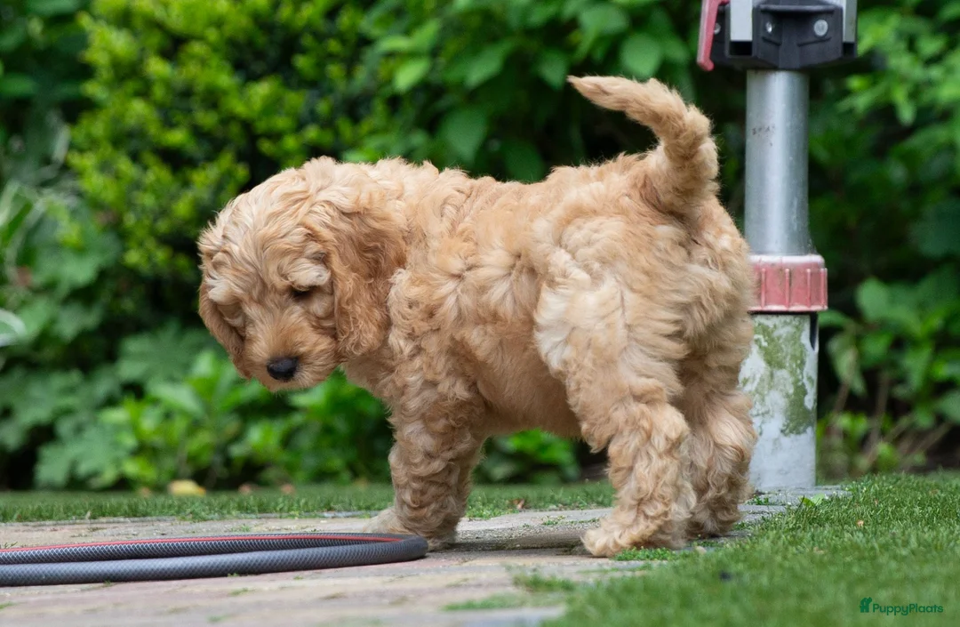 Australian Labradoodle honden te koop: Medium Australian Labradoodle puppy's - Advertentie 2