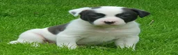 Kruising honden te koop: Laaste pup is nog op zoek naar een liefdevol thuis - Advertentie 1