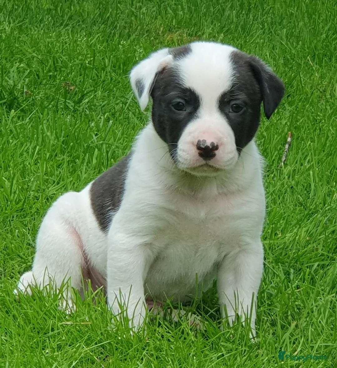 Kruising honden te koop: Laaste pup is nog op zoek naar een liefdevol thuis - Advertentie 1