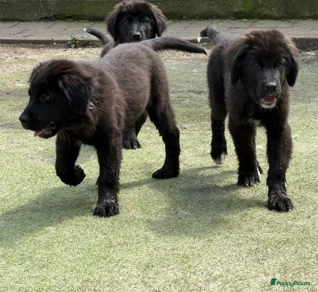 Kruising honden te koop: Newfoundlander Kruising pups  - Afbeelding 20