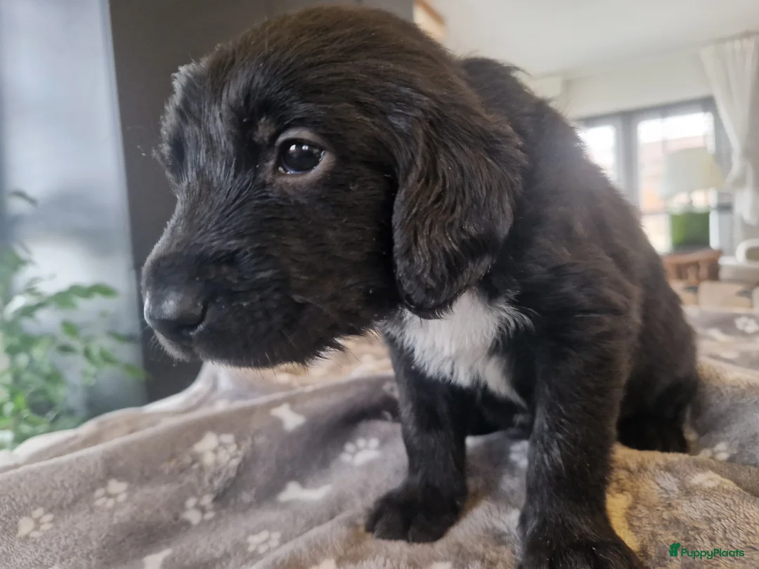 Kruising honden te koop: Labradoodle x greyhound mix - Advertentie 8