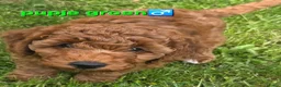 Labradoodle honden te koop: Mini labradoodles mogen verhuizen  - Advertentie 15