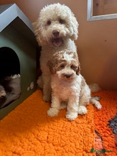 Australian Labradoodle honden Te koop Australië labradoodle - Advertentie 10