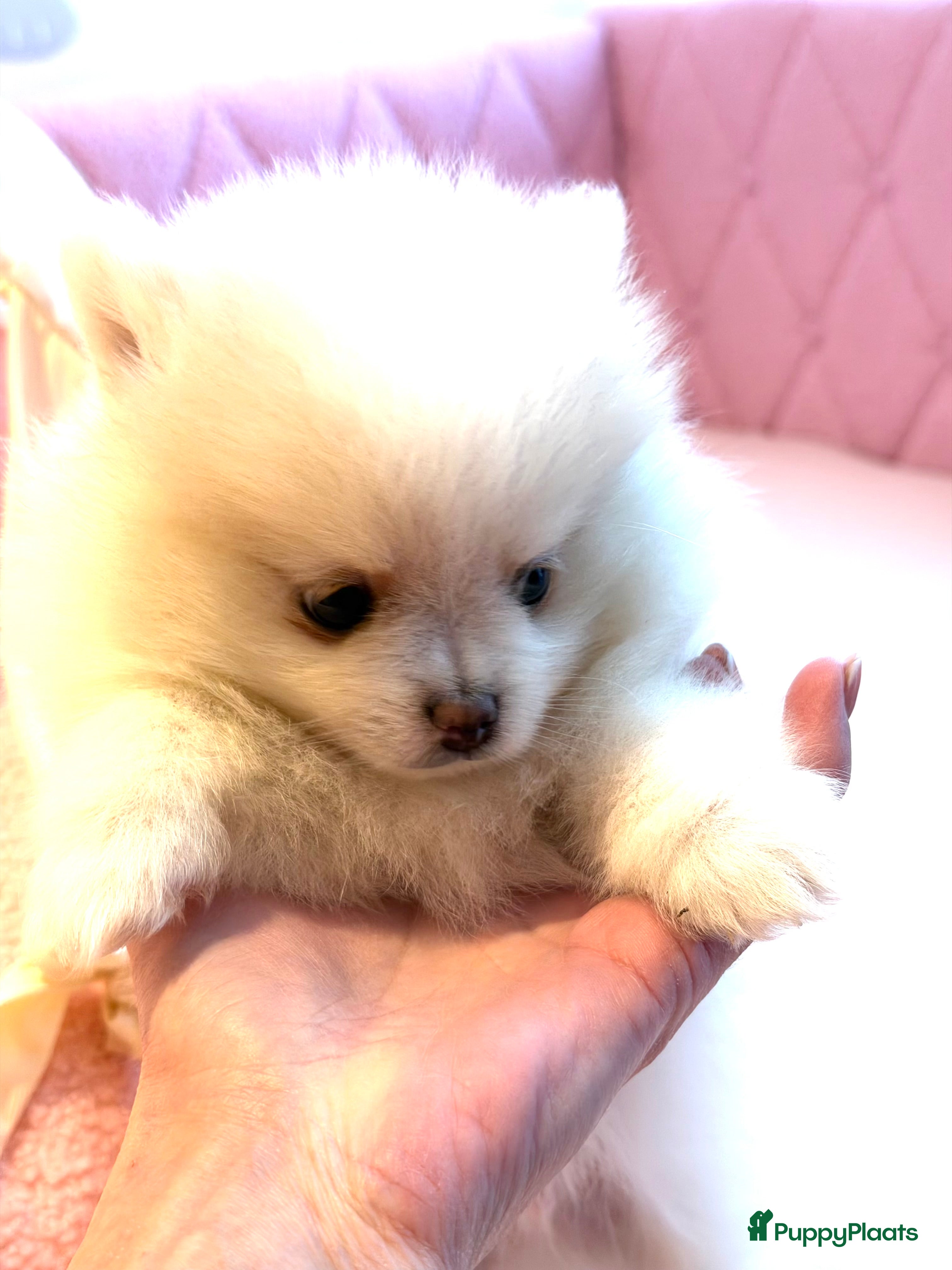 Pomeriaan honden Prachtige raszuivere pomeriaan pomeranian pups - Advertentie 2