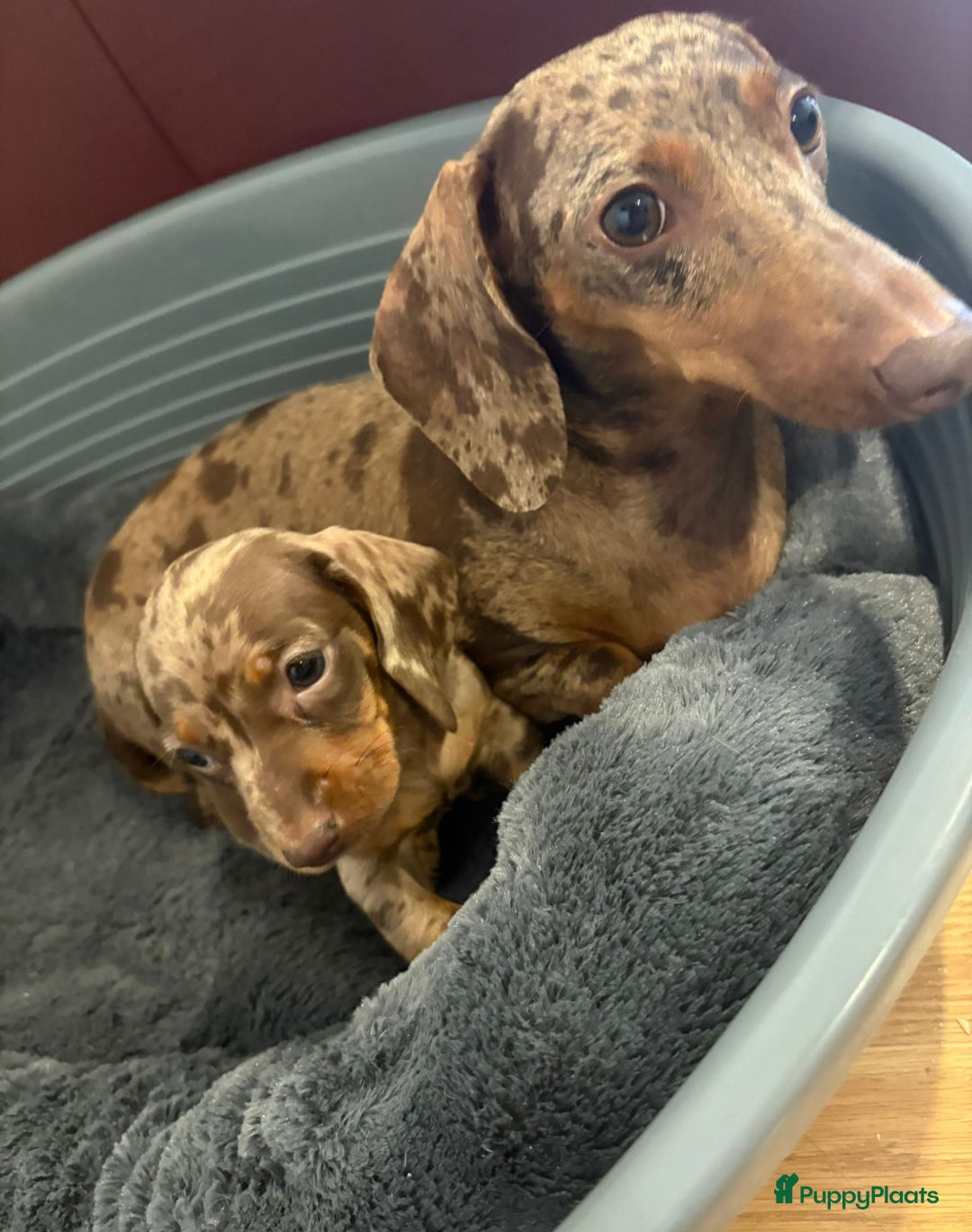 Teckel (korthaar)  honden te koop: Dwerg teckels opzoek naar gouden mandje. - Advertentie 6