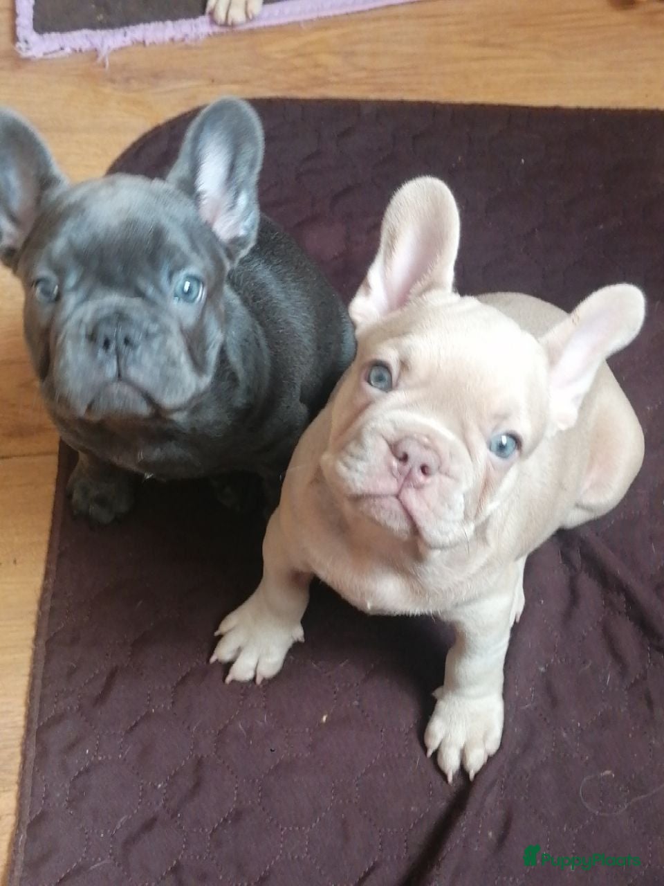 Franse Bulldog honden Franse Bulldog pupps - Advertentie 5