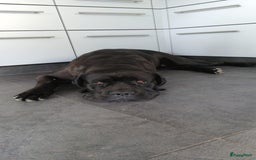 Cane Corso honden te koop: Cane corso pups - Afbeelding 2