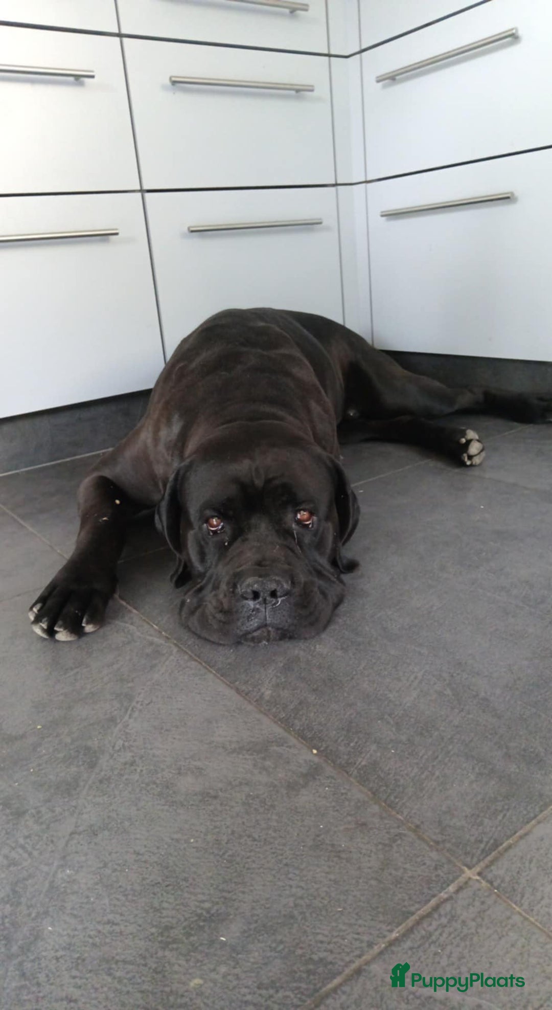 Cane Corso honden te koop: Cane corso pups - Afbeelding 2