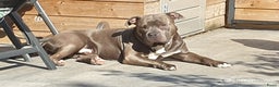 Pitbull Terriër honden ter dekking: Dekreu bully XXL in Schijndel - Advertentie 1