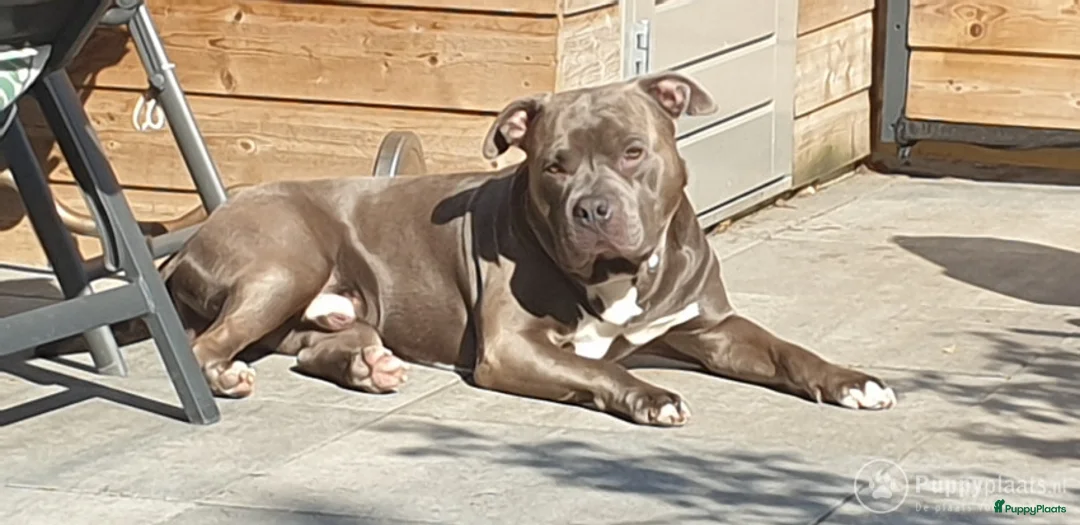 Pitbull Terriër honden ter dekking: Dekreu bully XXL in Schijndel - Advertentie 1