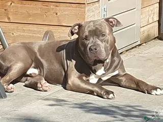 Pitbull Terriër honden Dekreu bully XXL in Schijndel - Advertentie 2