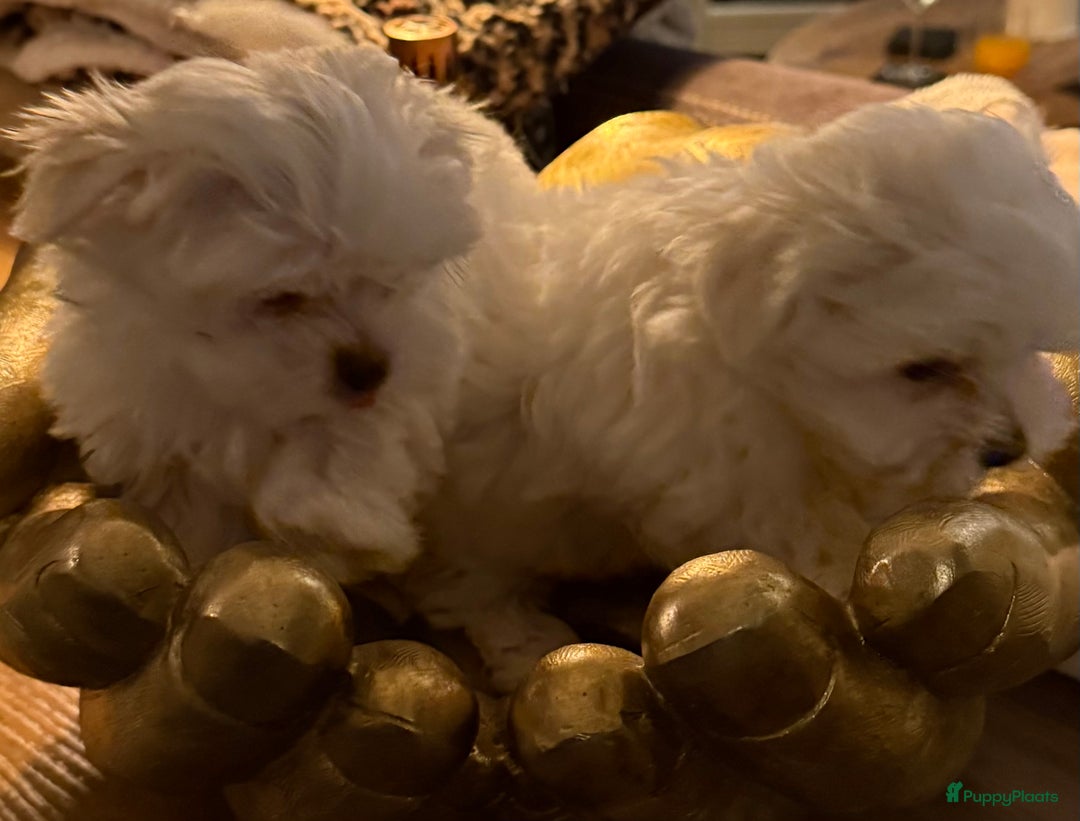 Maltezer honden te koop: Toy Maltezer pups - Advertentie 20