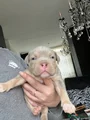Amerikaanse Bully Puppy 2