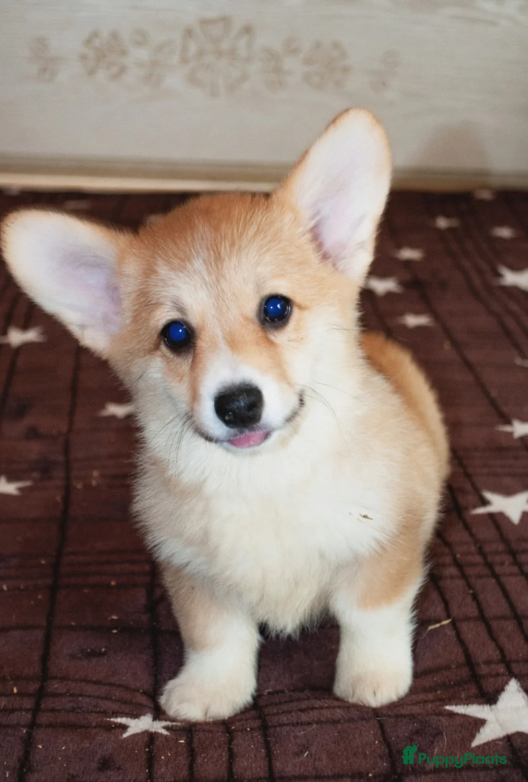 Welsh Corgi Pembroke honden te koop: Welsh Corgi Pembroke puppy's - Advertentie 2