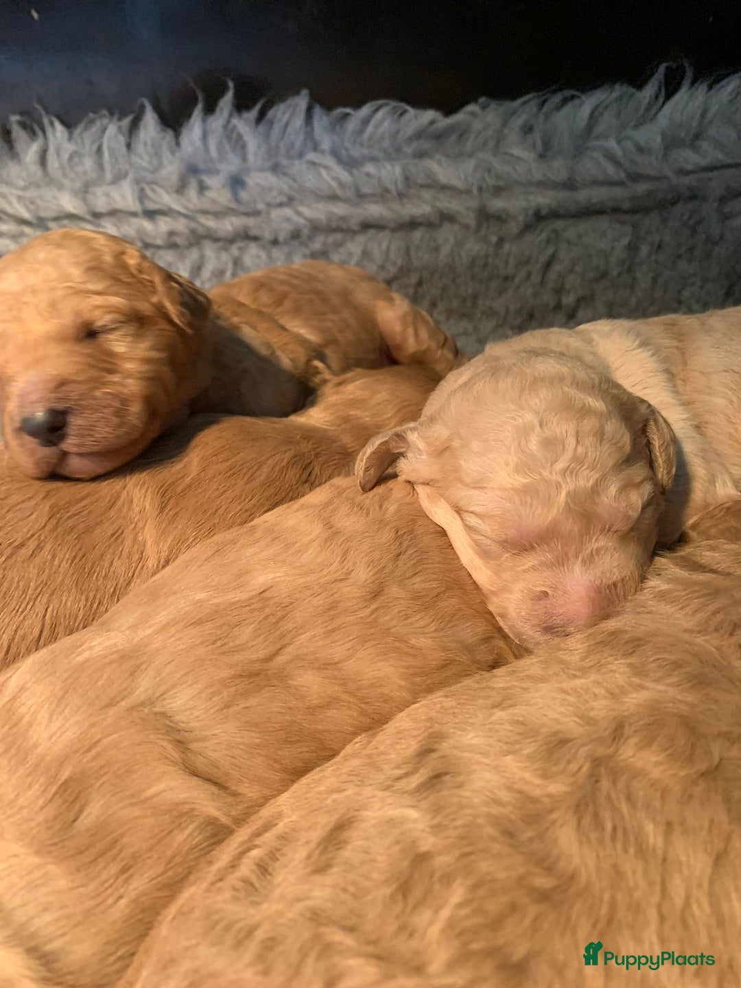 Kruising honden te koop: Goldendoodle Medium Pups Geboren - Advertentie 22
