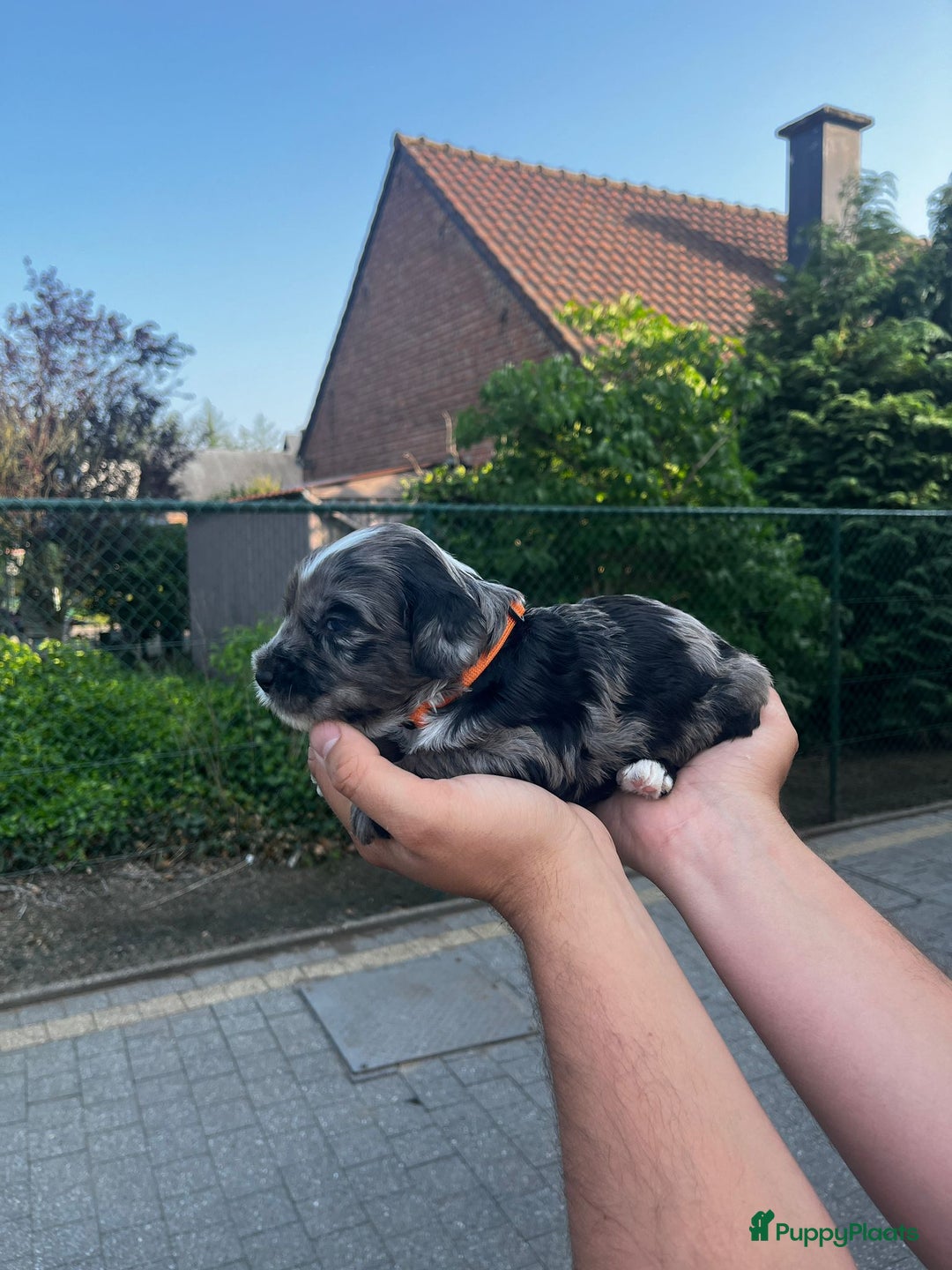 Labradoodle honden te koop: Prachtige medium labradoodle pups - Afbeelding 2