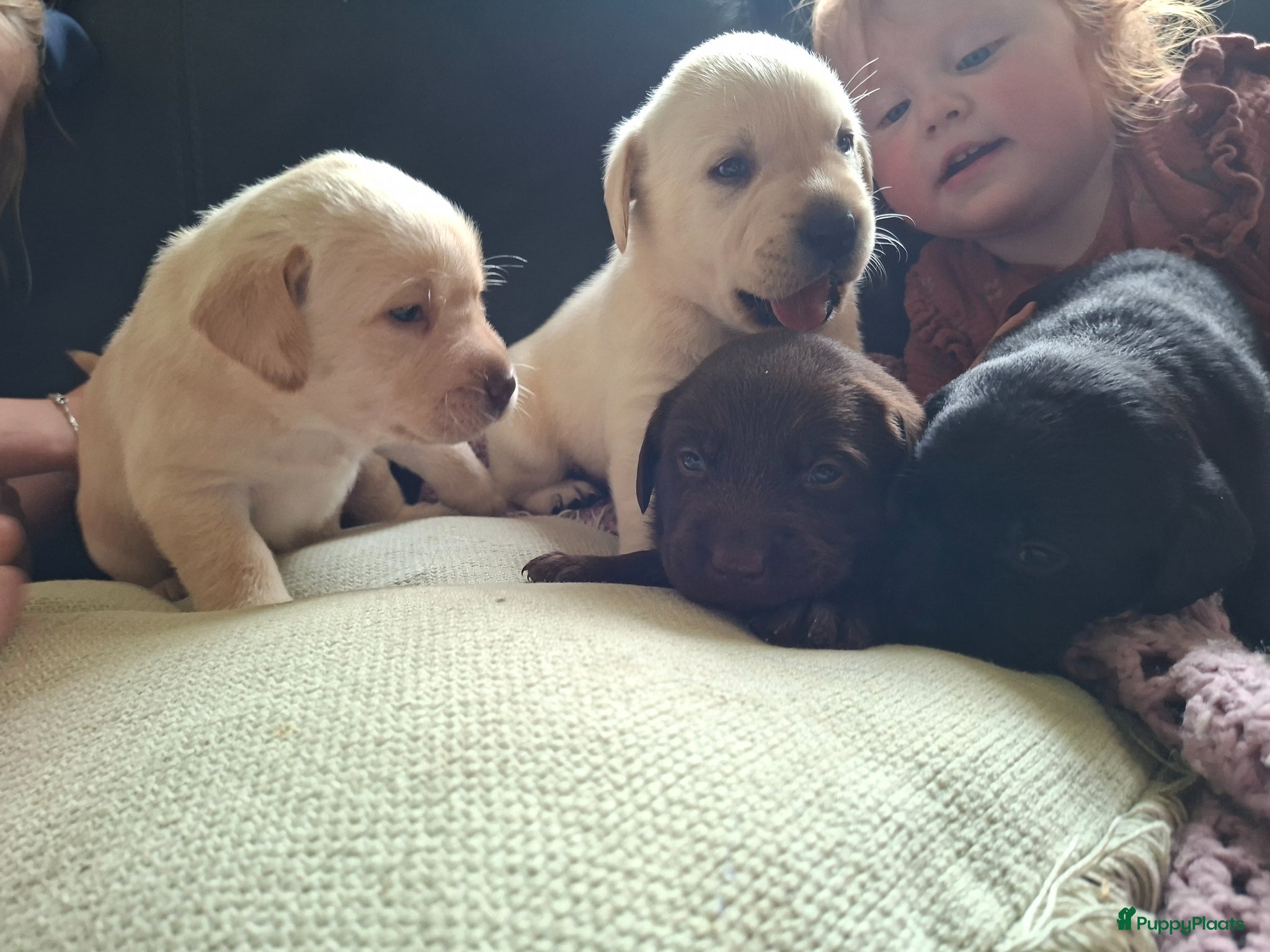 Labrador Retriever honden  Raszuivere stamboom labrador retriever - Advertentie 2