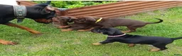 Dobermann honden te koop: 3 Dobermann pups  zoeken  een goud mandje  - Advertentie 3
