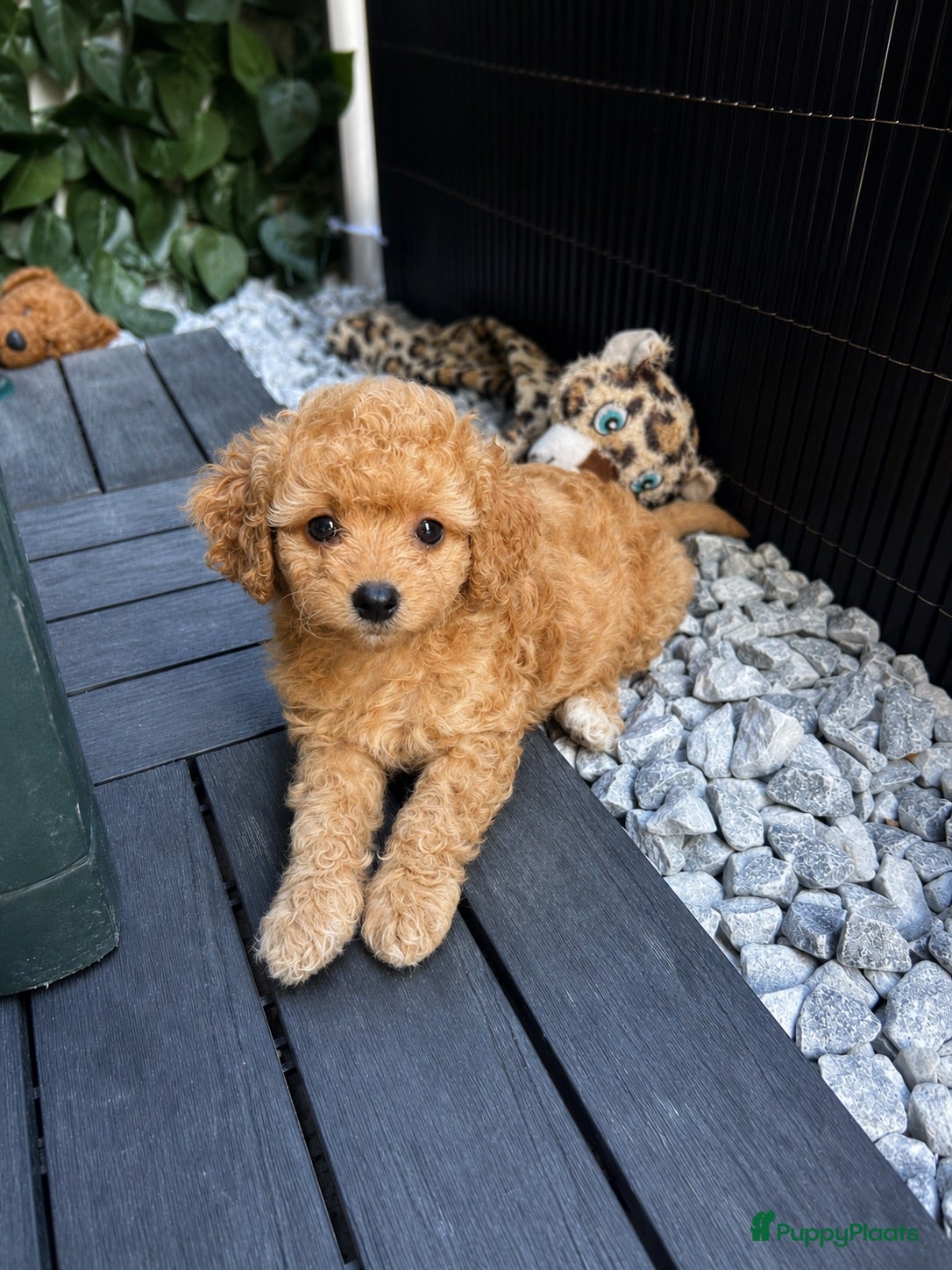 Maltipoo honden Maltipoo puppy’s 🤍 - Advertentie 9