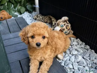 Maltipoo honden Maltipoo puppy’s 🤍 - Advertentie 9