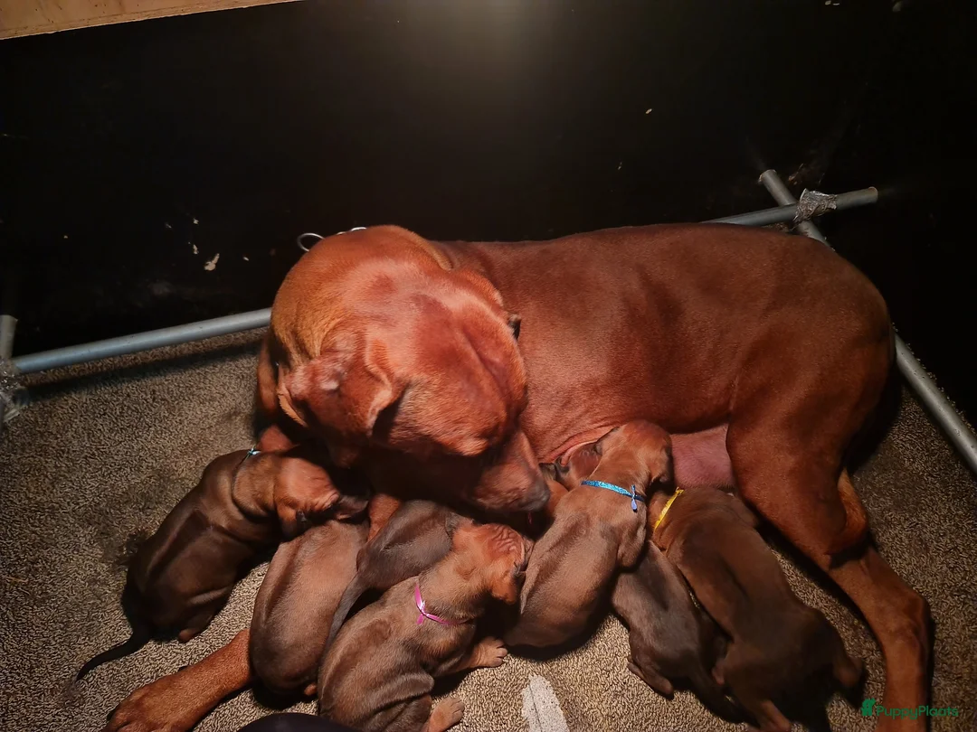 Rhodesian Ridgeback honden te koop: Rhodesian Ridgeback pups  - Advertentie 7