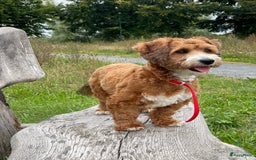 Maltipoo honden ter dekking: Dekreutje maltipoo, sjefke niet te koop. - Advertentie 2