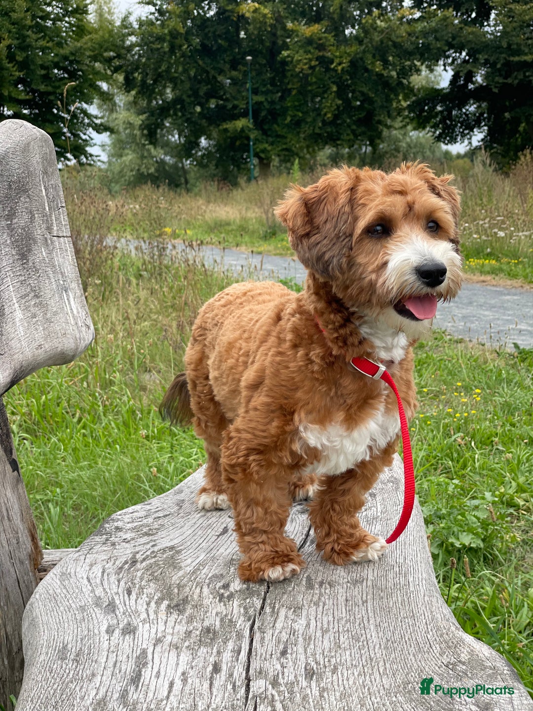 Maltipoo honden ter dekking: Dekreutje maltipoo, sjefke niet te koop. - Advertentie 2
