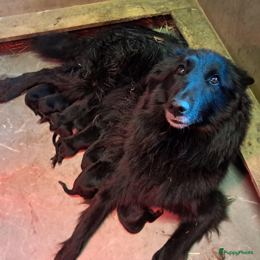 Groenendaeler honden te koop: Groenendaeler pups te koop - Advertentie 9