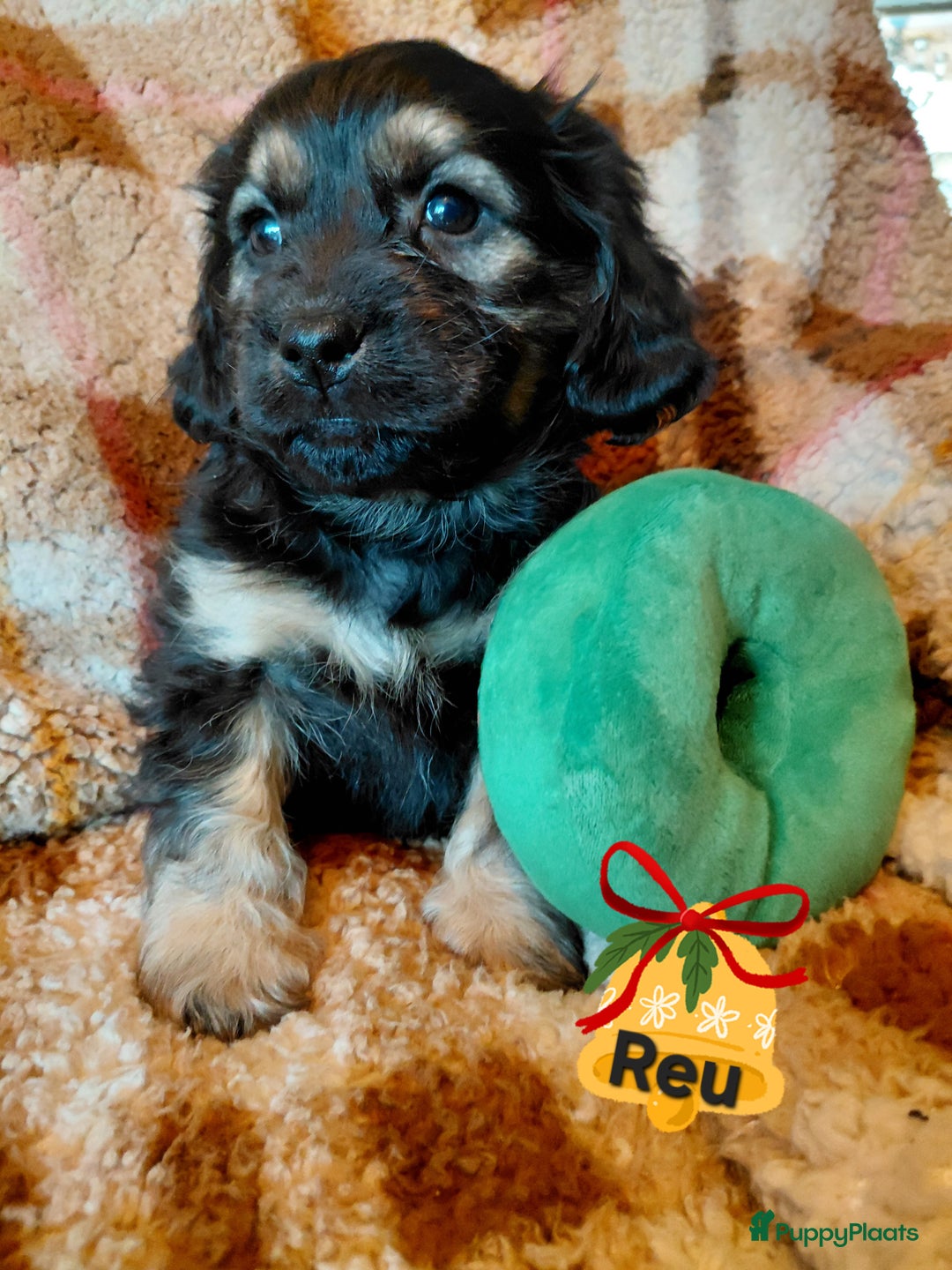 Kruising honden te koop: Prachtig nestje Boomer pups Cocker x Boomer  - Advertentie 2