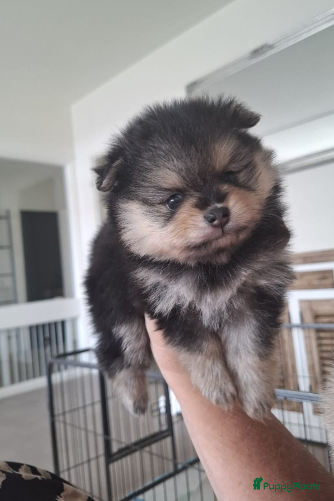 Pomeriaan honden te koop: Nederlandse Dwergkees/Pomeranian pups  - Afbeelding 7