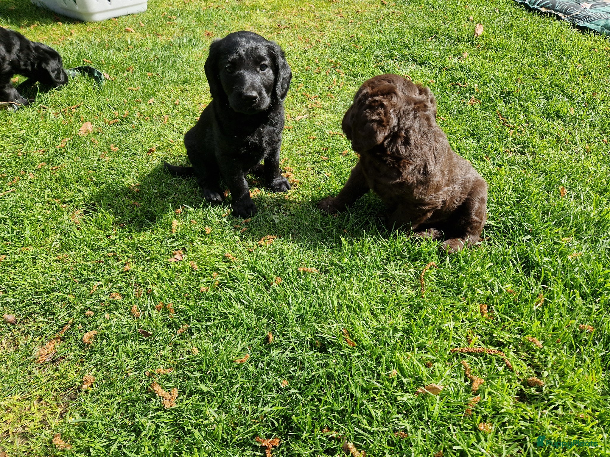 Labradoodle honden De aller leukste en liefste F1 Labradoodles  - Advertentie 1