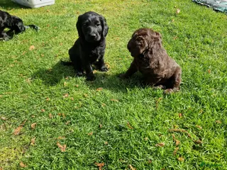 Labradoodle honden De aller leukste en liefste F1 Labradoodles - Advertentie 1