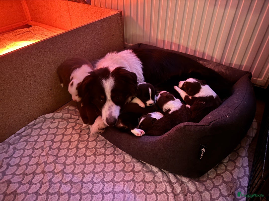 Kruising honden te koop: 1/4 Australian shepard x 3/4 Border collie pups - Advertentie 12