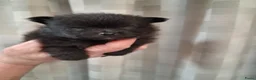 Pomeriaan honden te koop: Pomeranian zwart teefje - Advertentie 5