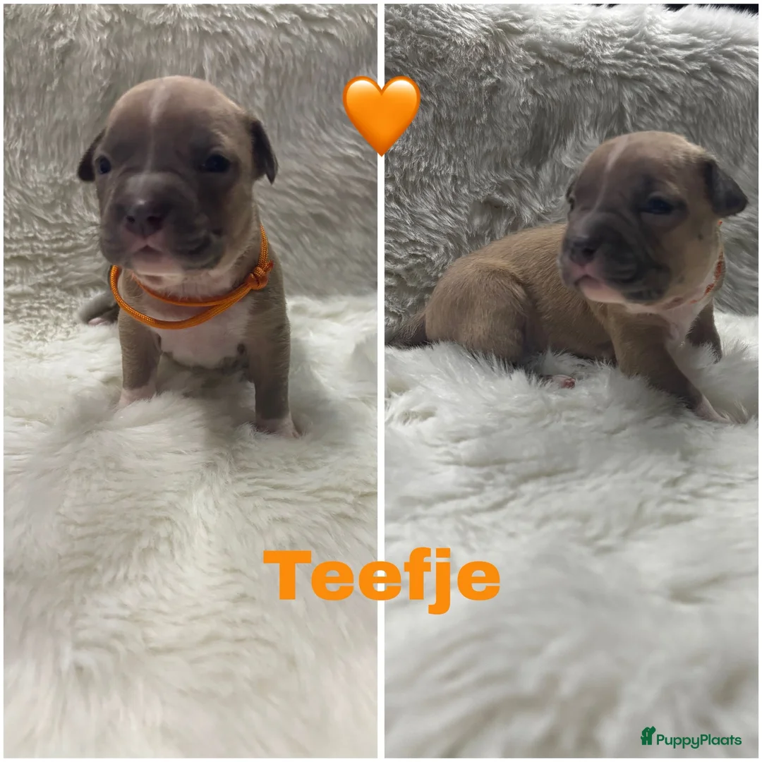 American Staffordshire Terriër honden te koop: Amerikaanse Stafford pups  - Advertentie 9