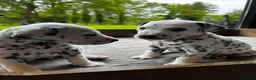 Dalmatiër honden te koop: Dalmatiër Pups van erkende fokker! - Advertentie 5