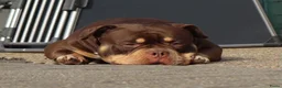 Amerikaanse Bully honden te koop: amerikaanse pocket bully's - Advertentie 1