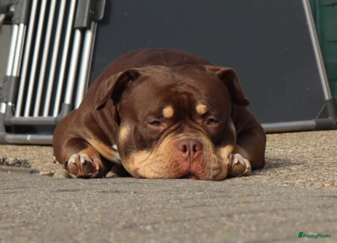 Amerikaanse Bully honden te koop: amerikaanse pocket bully's - Advertentie 1