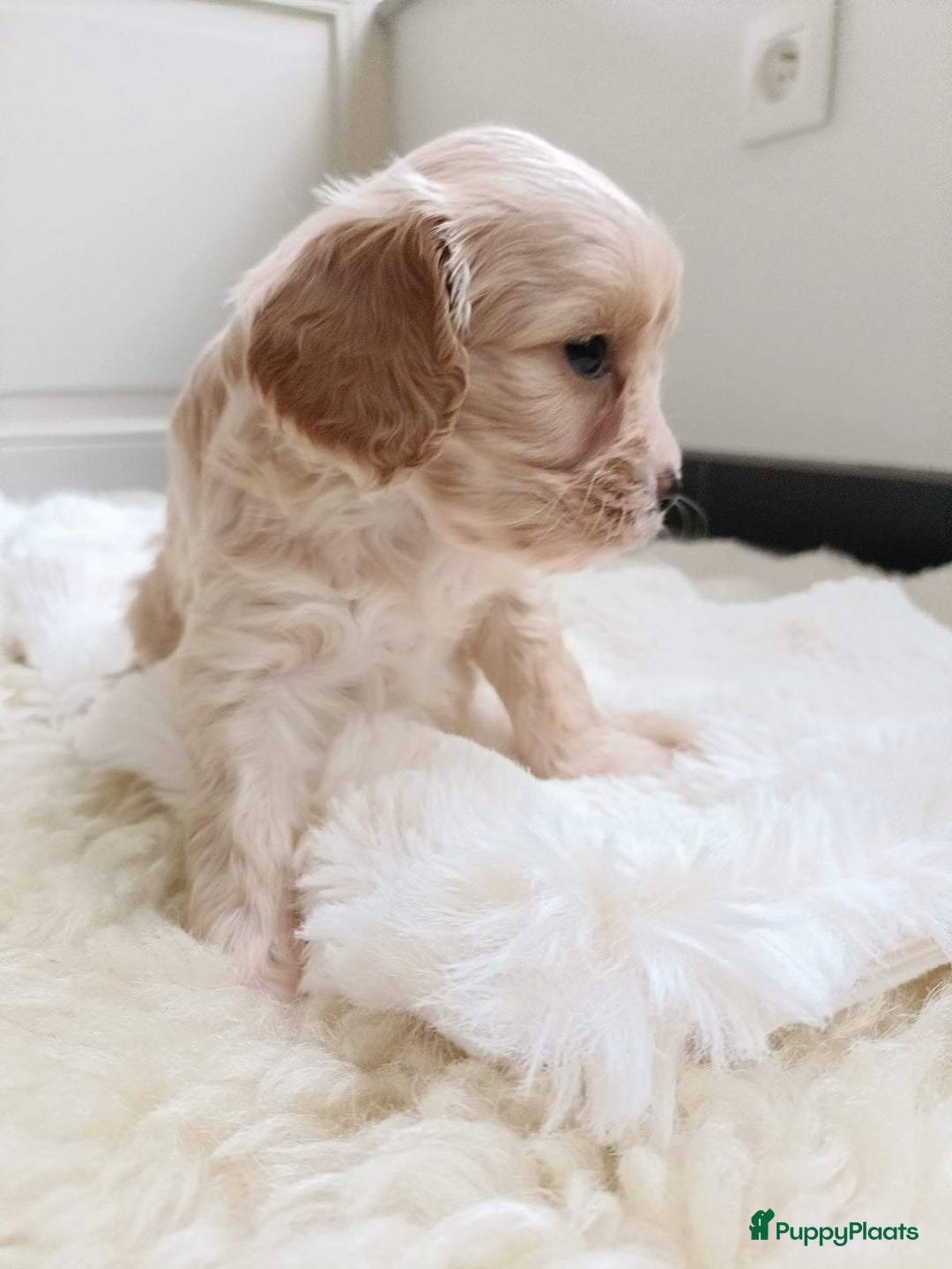 Cavapoo honden te koop: Knappe Cavapoo pups! - Advertentie 6