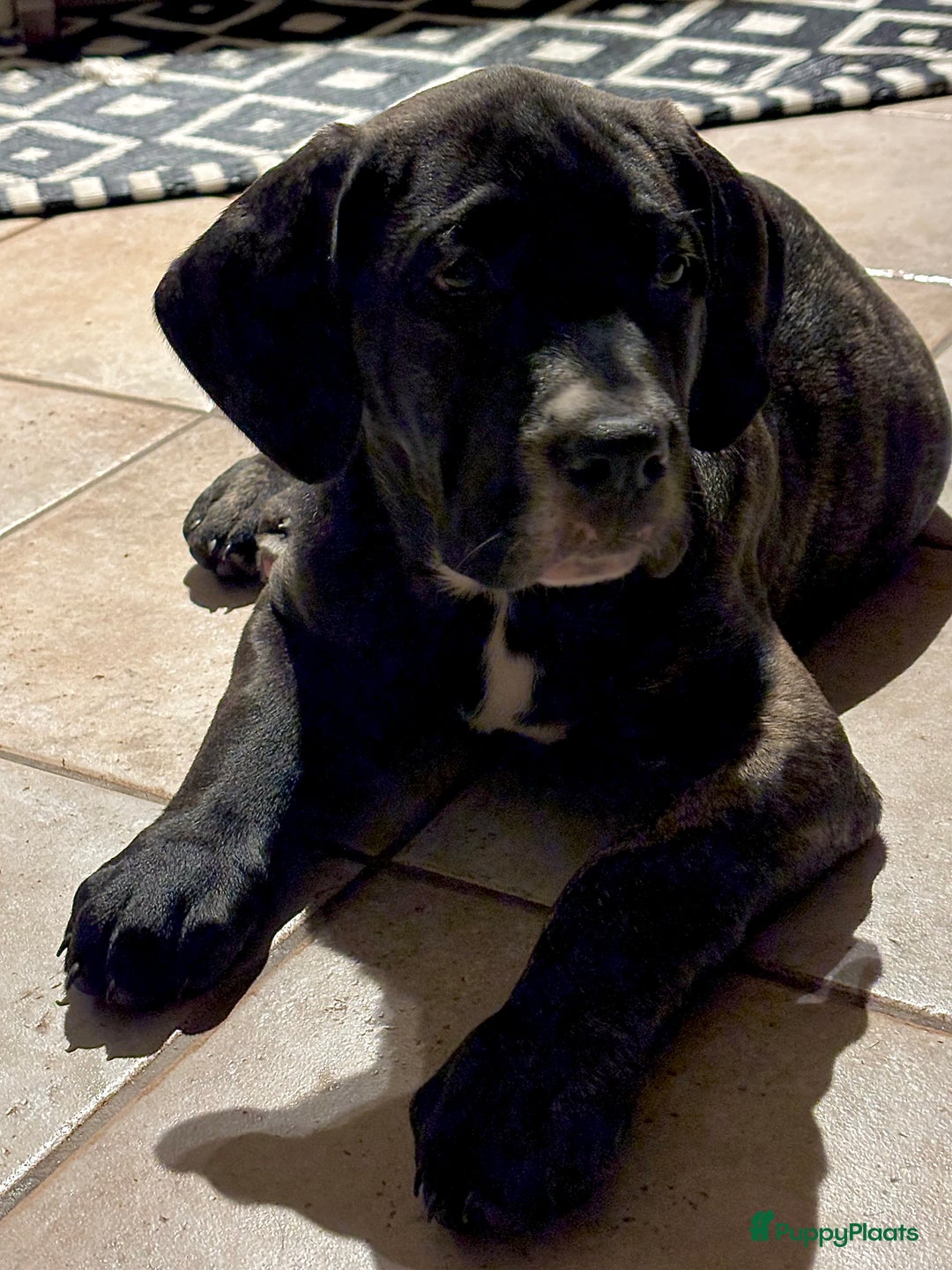 Kruising honden te koop: Mooie Presa/Fila 🥰 mastiff pups zoeken personeel  - Afbeelding 17