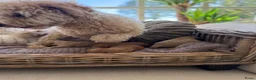 Labradoodle honden te koop: Mini Labradoodle  - Advertentie 14